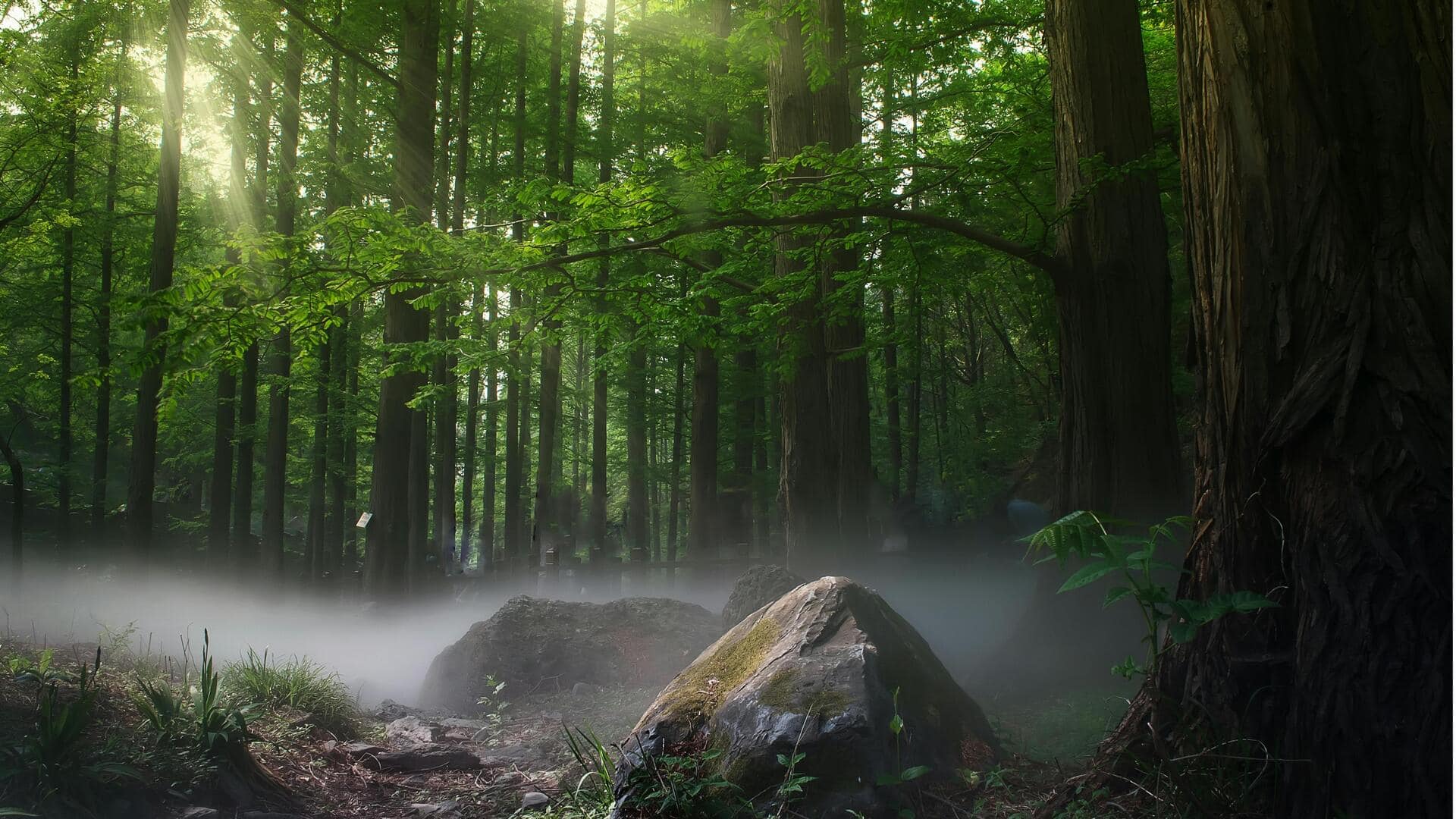 Hutan Pintar Berbasis Internet: Dampak Pelestarian Keanekaragaman Hayati Hutan Pintar Berbasis Internet: Dampak Pelestarian Keanekaragaman Hayati