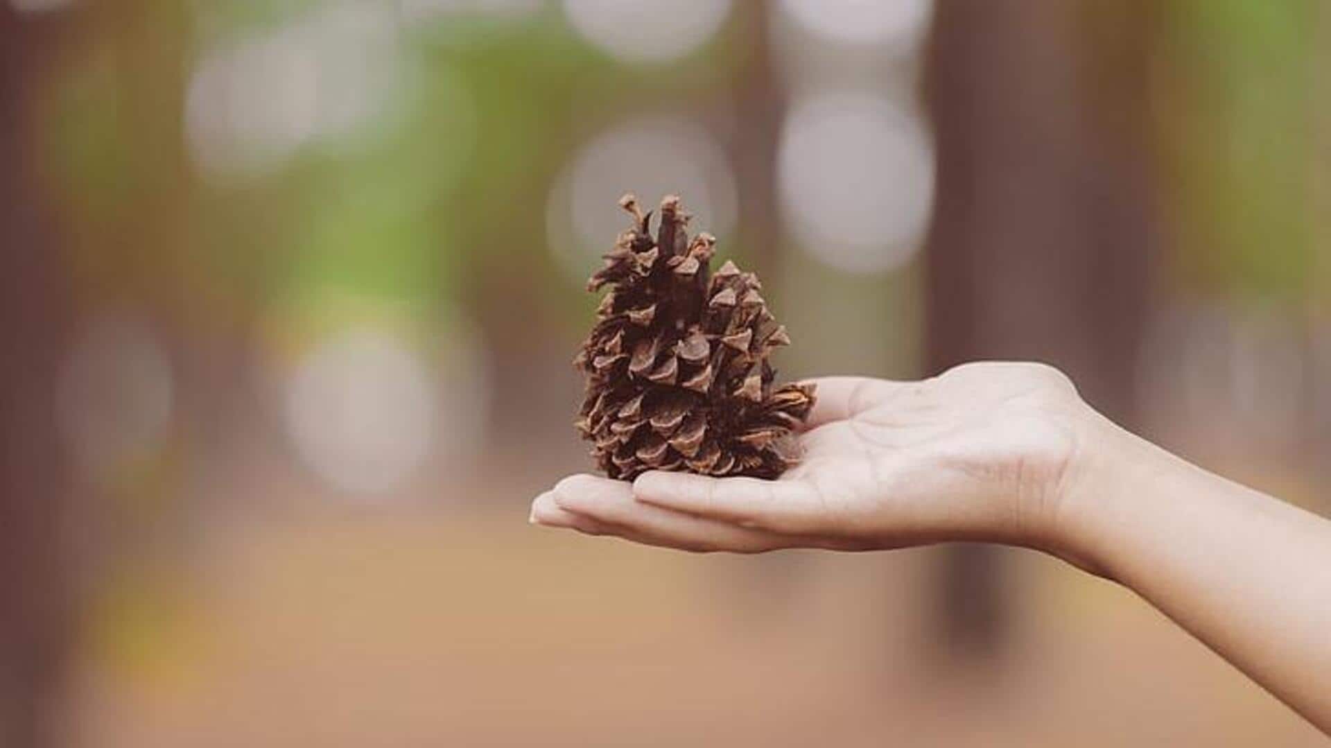 Ubah biji pinus menjadi dekorasi rumah cantik dalam hitungan menit Ubah biji pinus menjadi dekorasi rumah cantik dalam hitungan menit