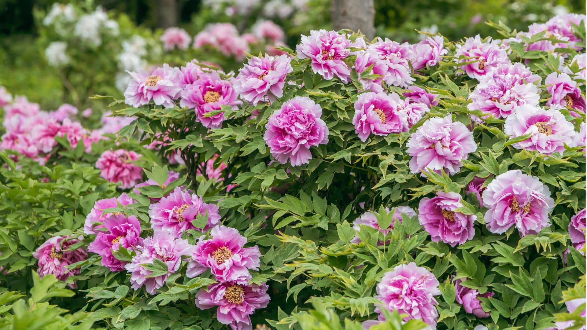 Menanam Peoni Tahan Banting: Lima Tips Berkebun Ahli