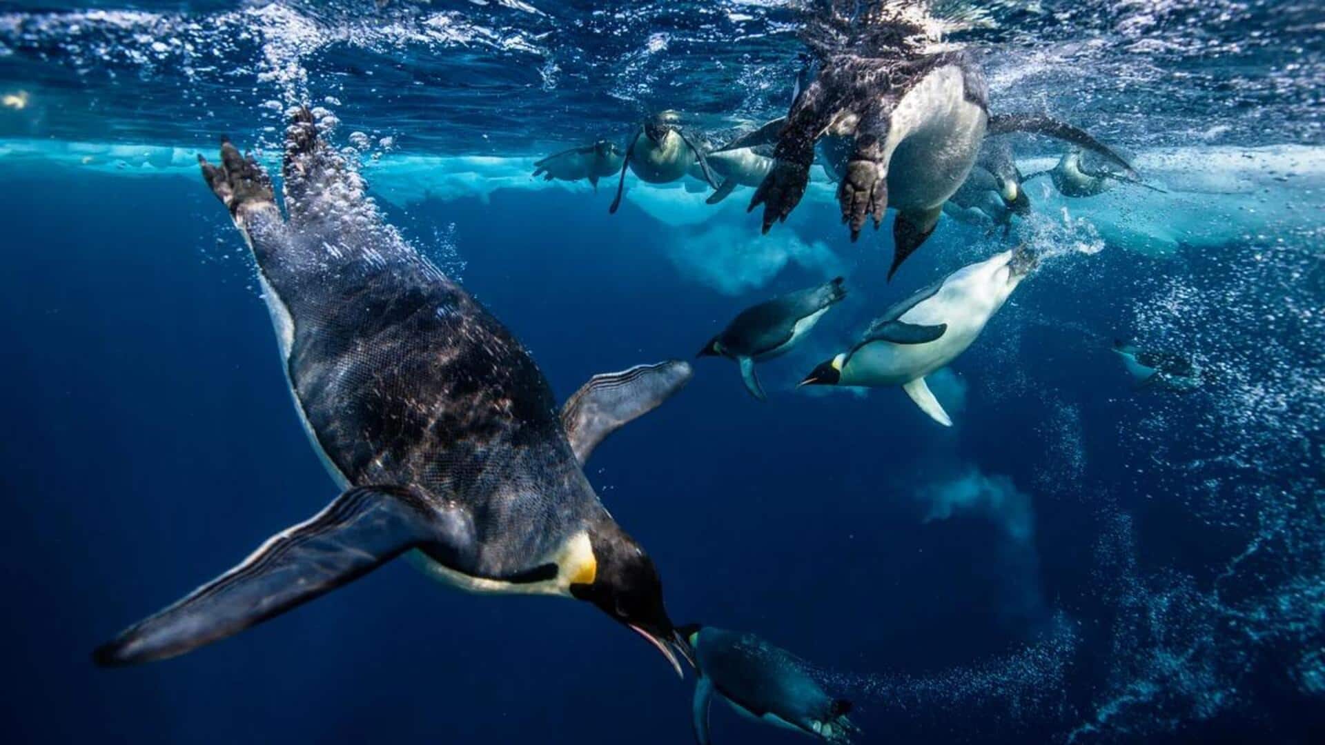 Memahami Komunikasi Bawah Air Penguin