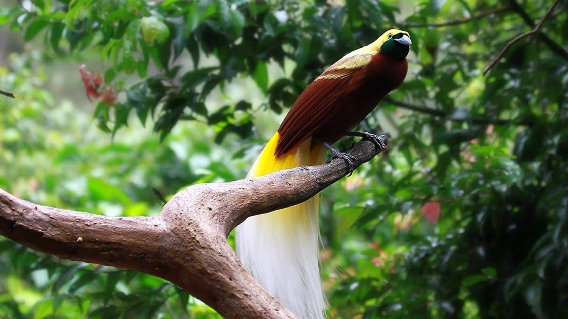 Rahasia Habitat dan Strategi Bertahan Hidup Burung Cendrawasih Rahasia Habitat dan Strategi Bertahan Hidup Burung Cendrawasih
