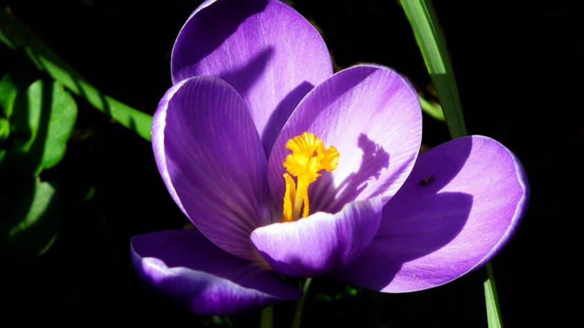 Bunga Umbi untuk Berkebun di Dalam Ruangan Sepanjang Tahun