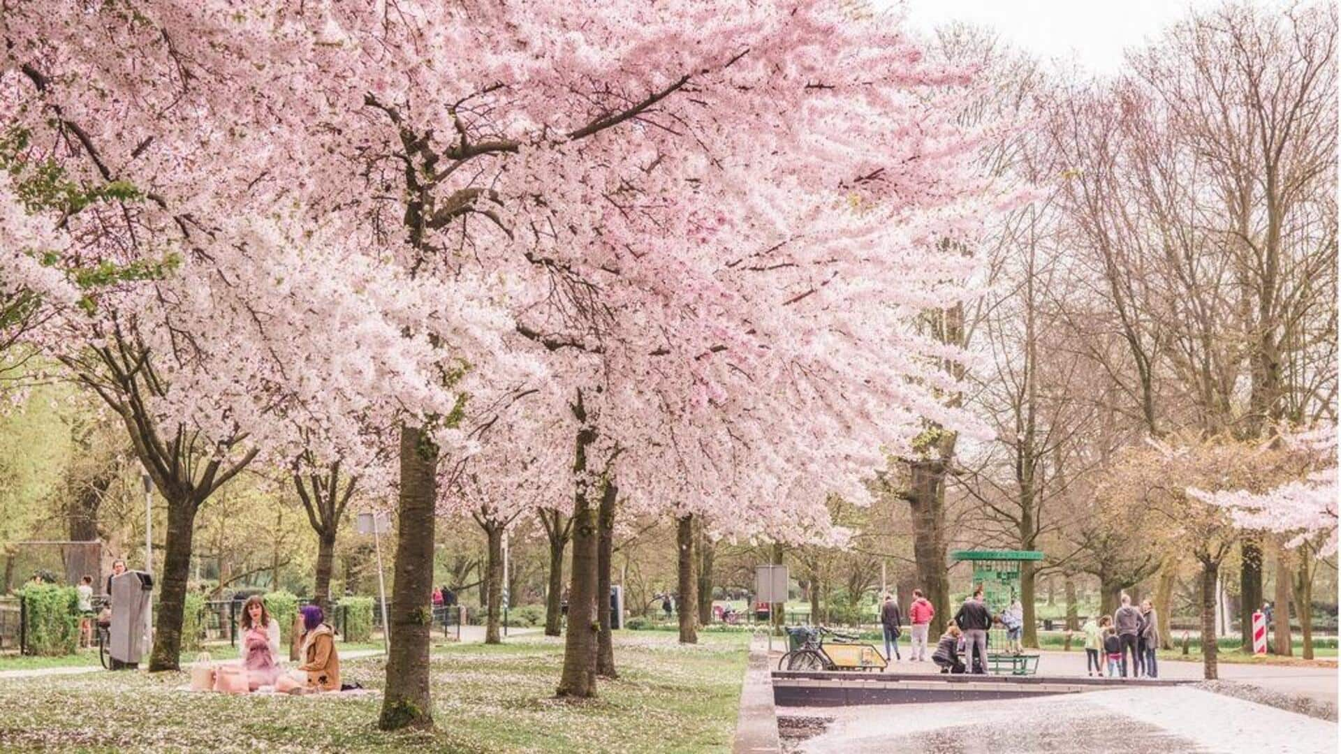 Lokasi Terbaik Untuk Menikmati Bunga Musim Semi Di Amsterdam