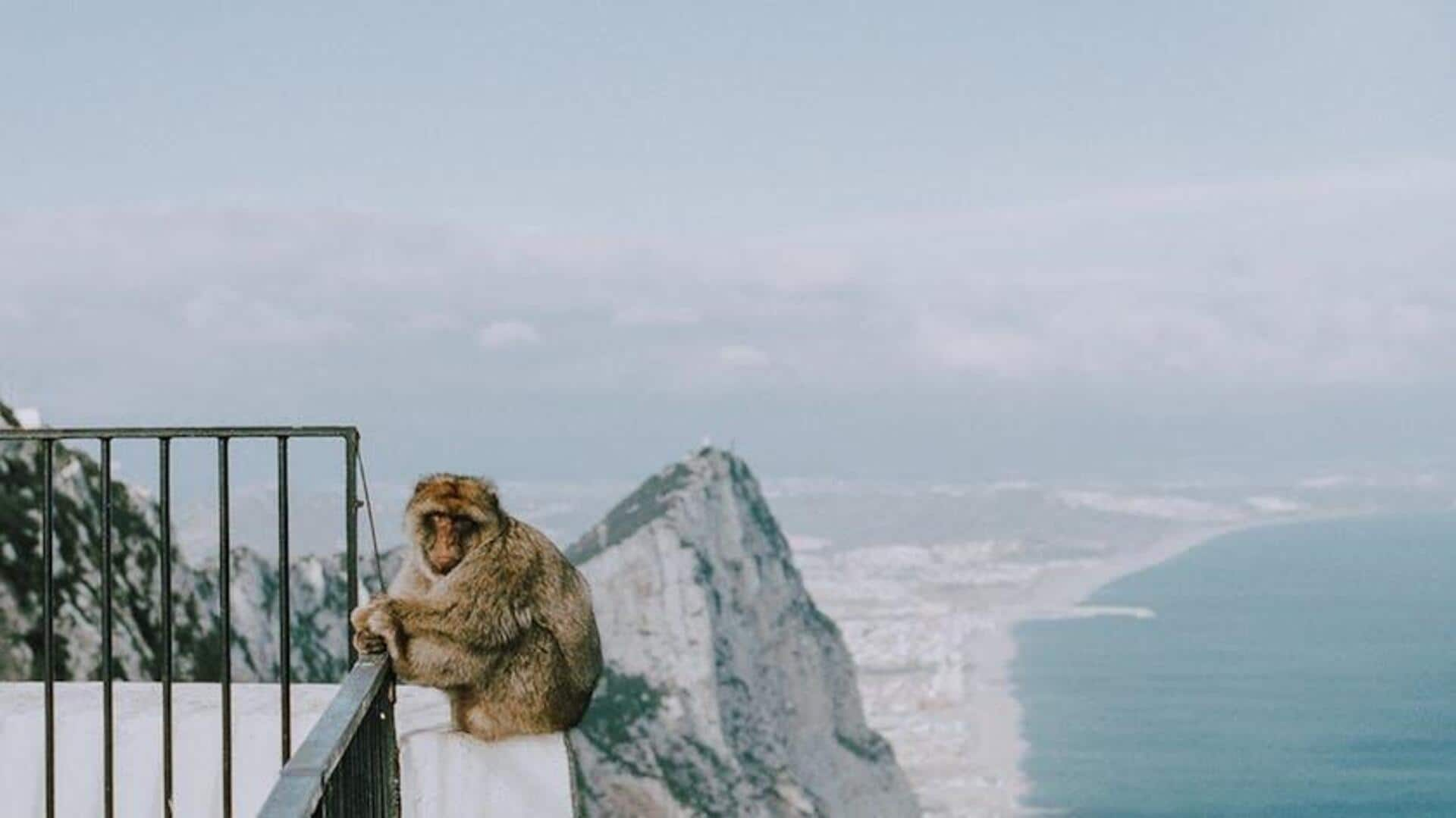 Menjelajahi Habitat Unik Monyet Barbary di Gibraltar