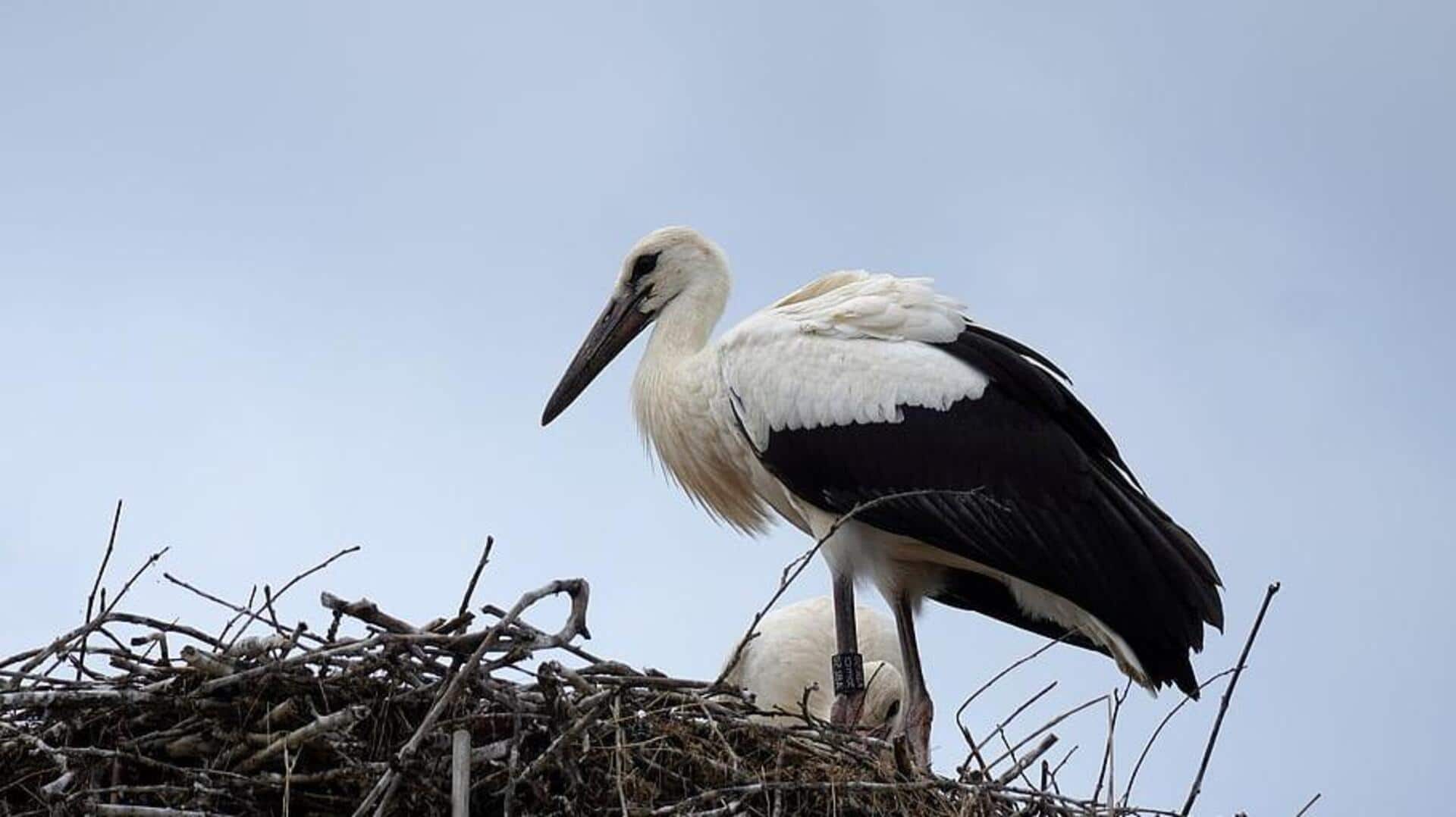 Mengamati bangau: Penjelasan perilaku dan habitat unik Mengamati bangau: Penjelasan perilaku dan habitat unik