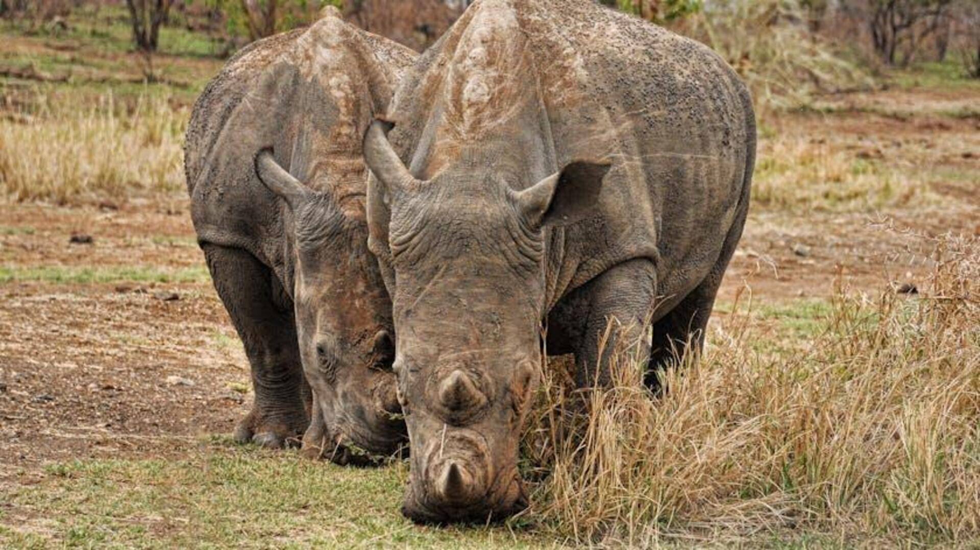 Teknologi Blockchain untuk Melindungi Spesies yang Terancam Punah