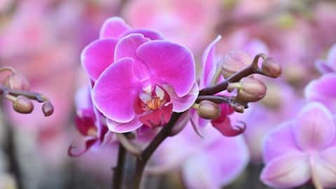 Cara Menumbuhkan Epifit di Rumah