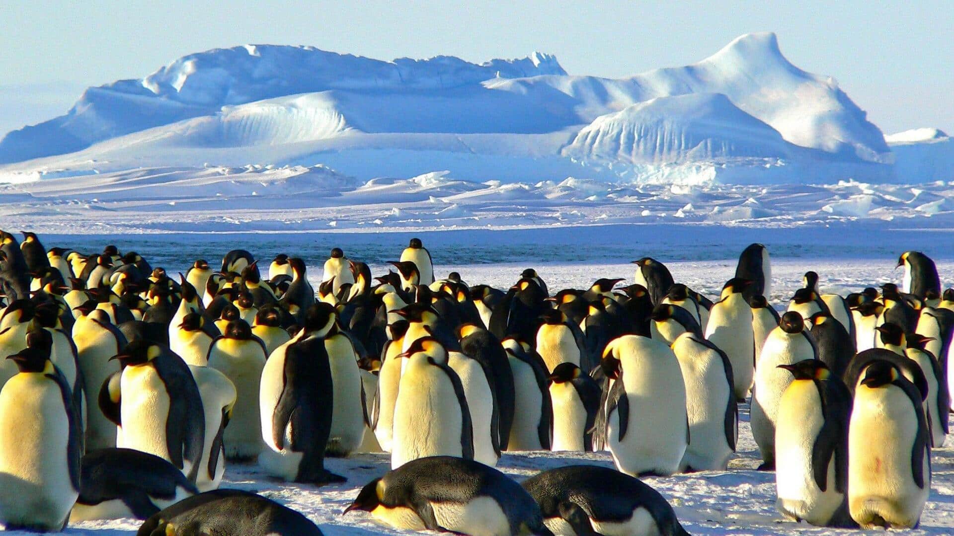 Mengungkap Vokalisasi Penguin dan Koordinasi dalam Kelompoknya
