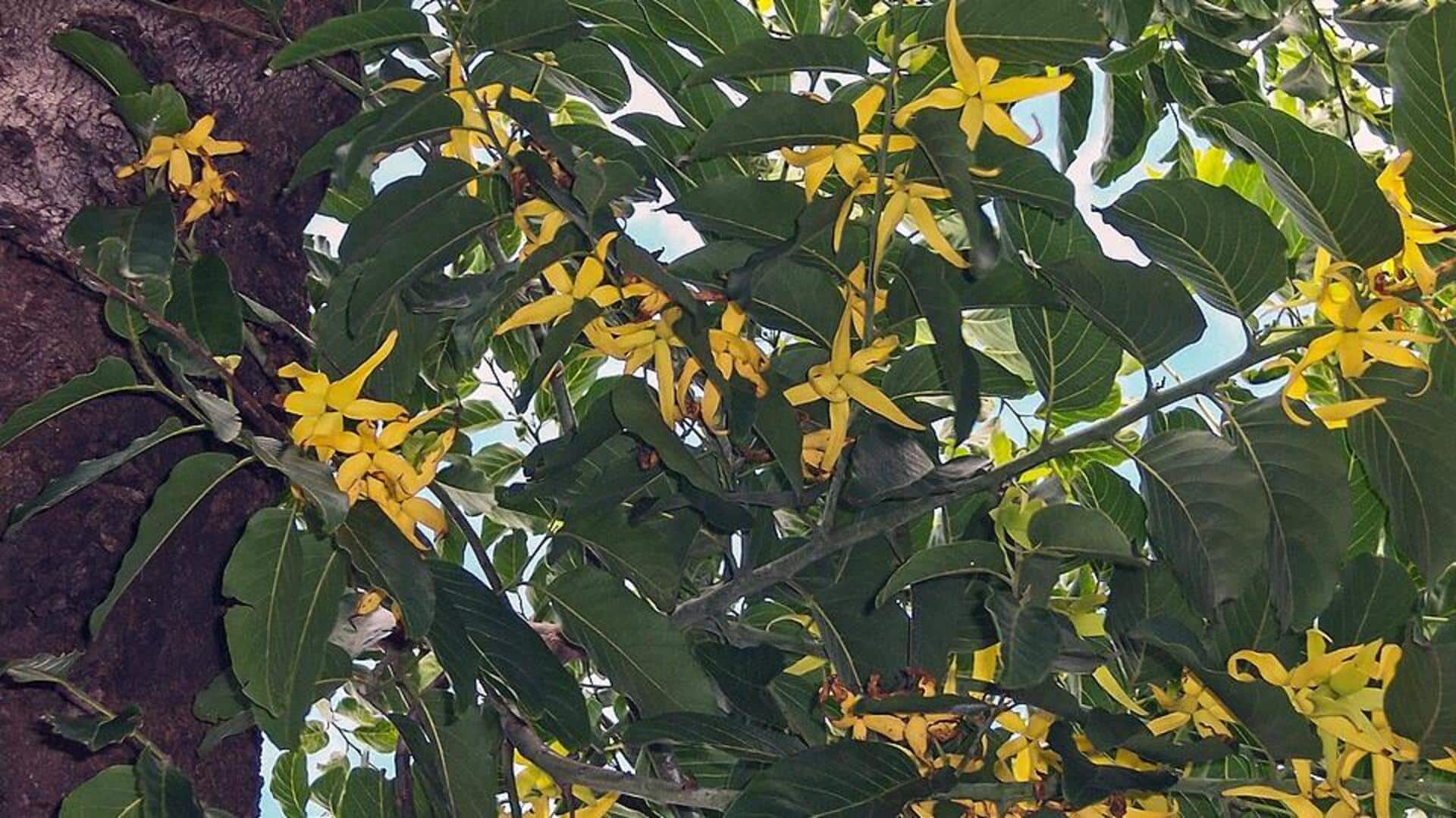 Tanaman Langka dengan Aroma Unik Tanaman Langka dengan Aroma Unik