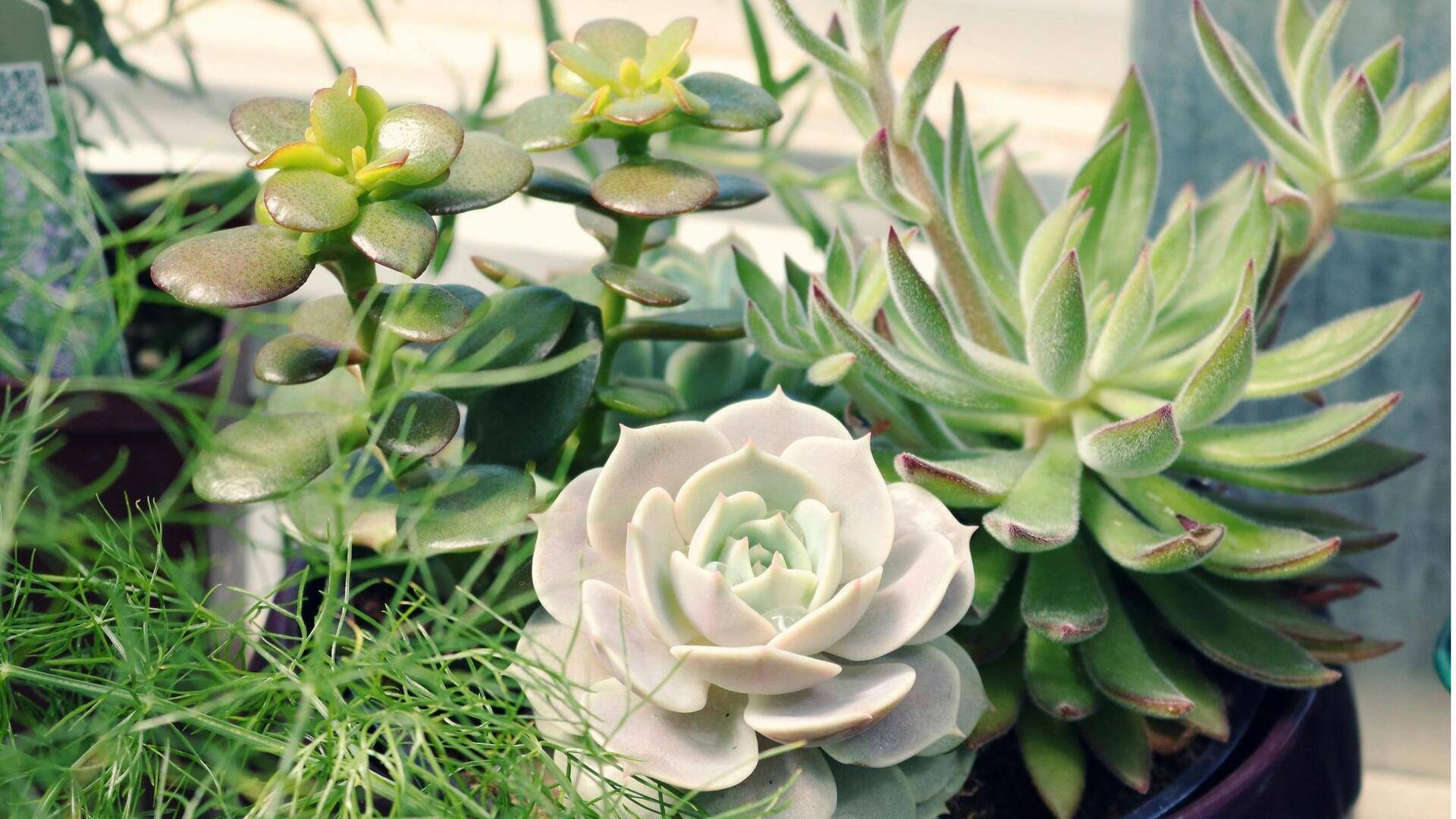 Cara Mudah Menyebarkan Sukulen di Jendela Anda