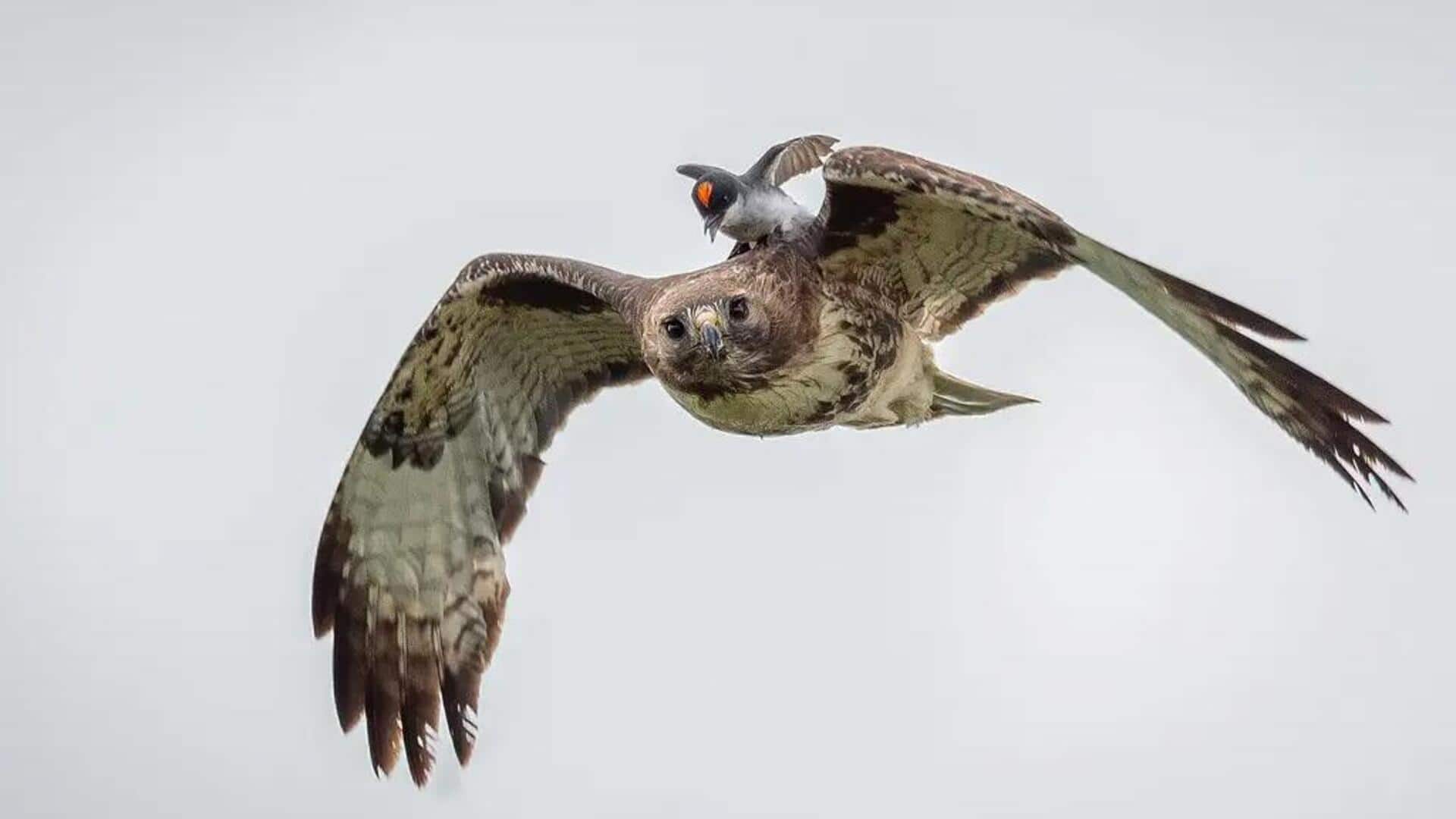 Mengungkap Strategi Pertahanan Kingbird dalam Menghadapi Predator