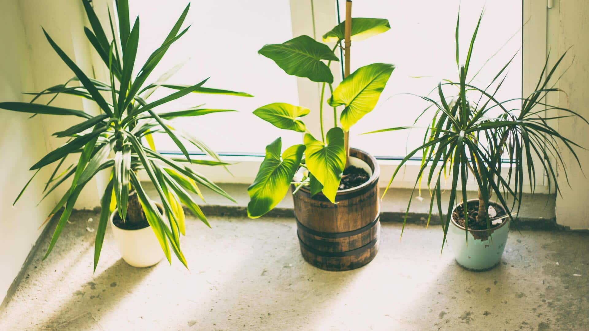 Perawatan tanaman hias dengan daun teh seduh