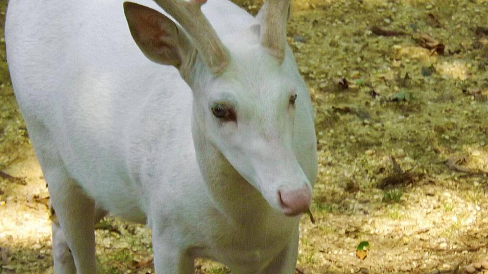 Fakta menarik tentang hewan albino Fakta menarik tentang hewan albino