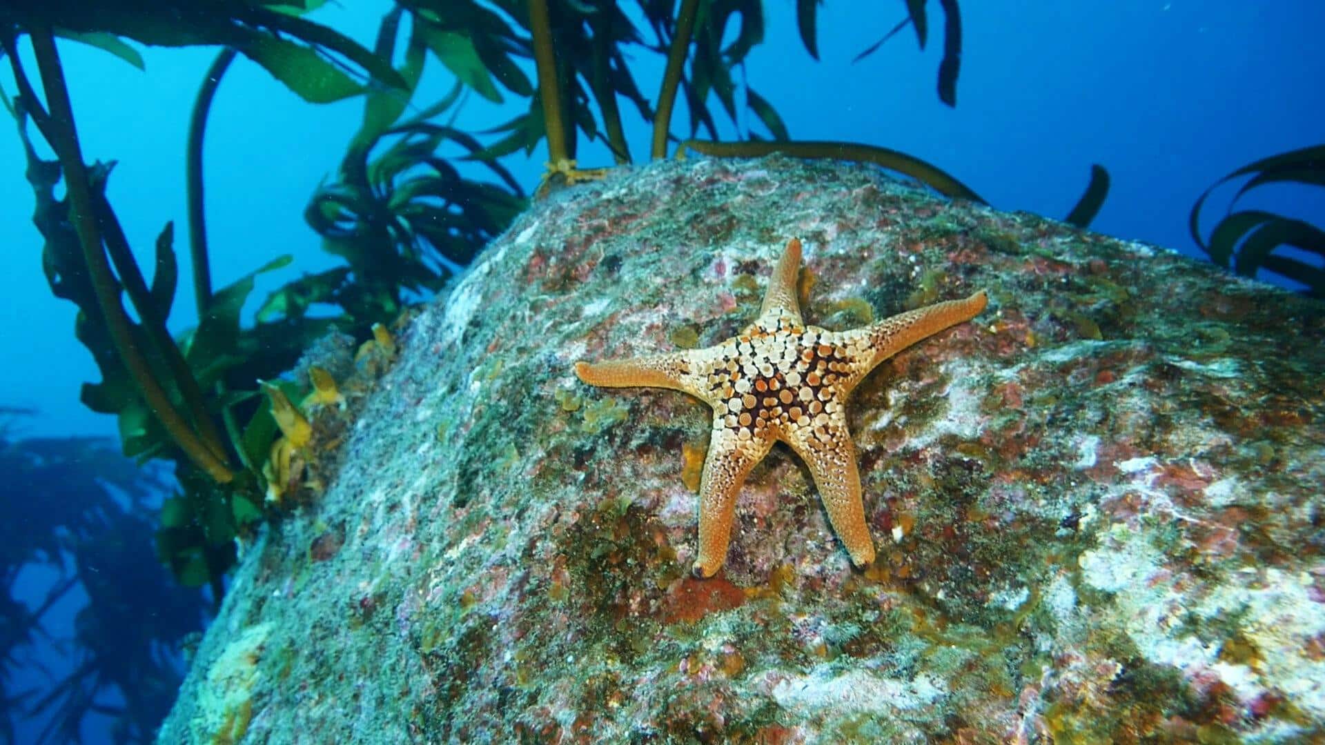 Pola Migrasi Bintang Laut yang Mengejutkan Pola Migrasi Bintang Laut yang Mengejutkan