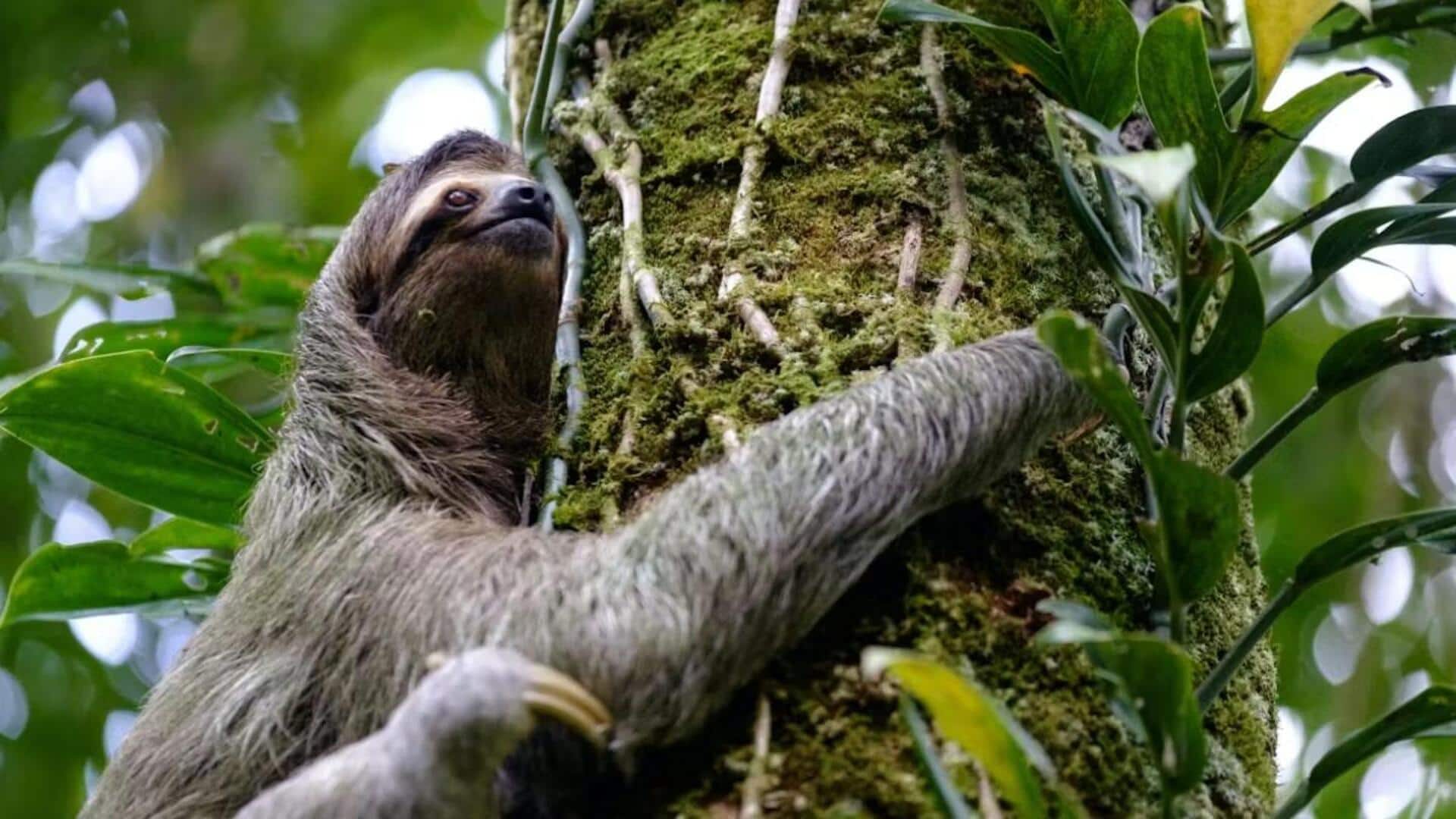 Menjelajahi Lima Cara Komunikasi Kungkang yang Menarik 