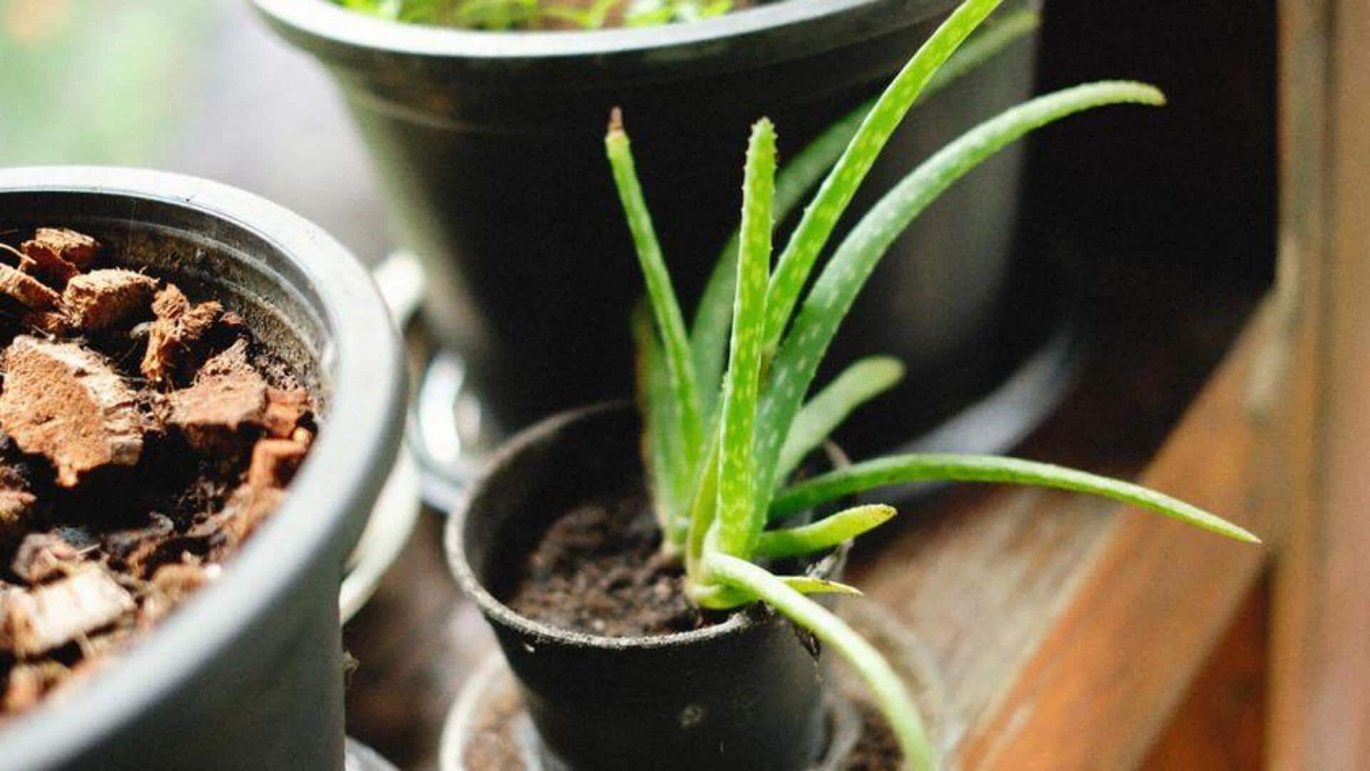 Lima Kegunaan Mengejutkan Lidah Buaya sebagai Dekorasi Rumah