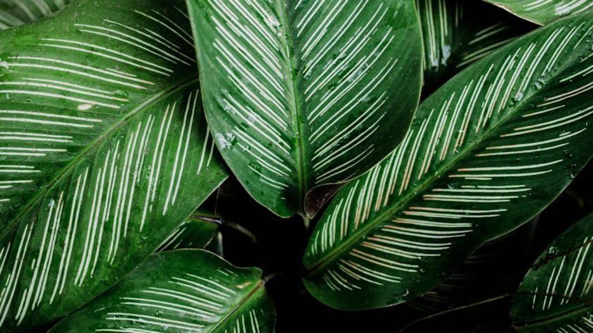 Tanaman Daun Langka untuk Ruang Interior Rendah Cahaya