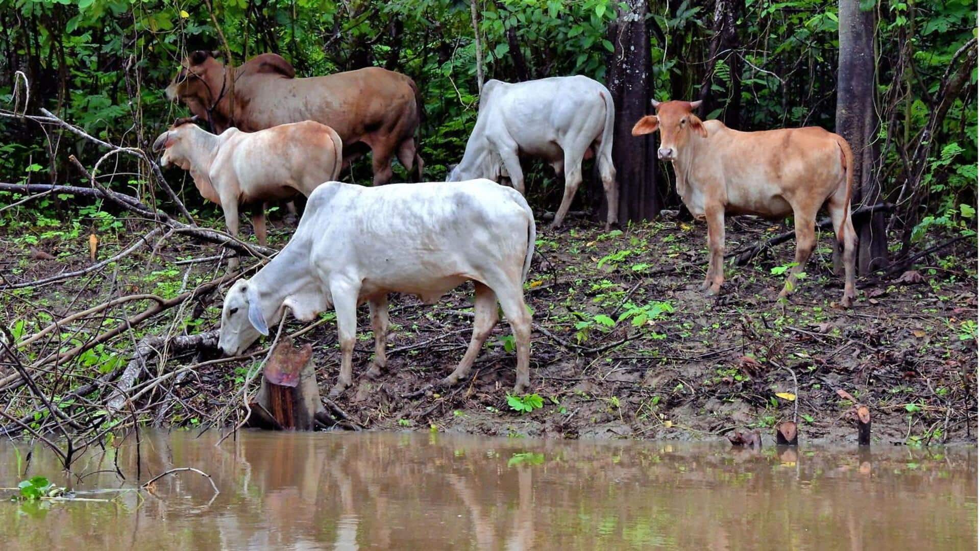 Habitat Tak Biasa dari Kawanan Sapi dalam Berkembang Biak Habitat Tak Biasa dari Kawanan Sapi dalam Berkembang Biak