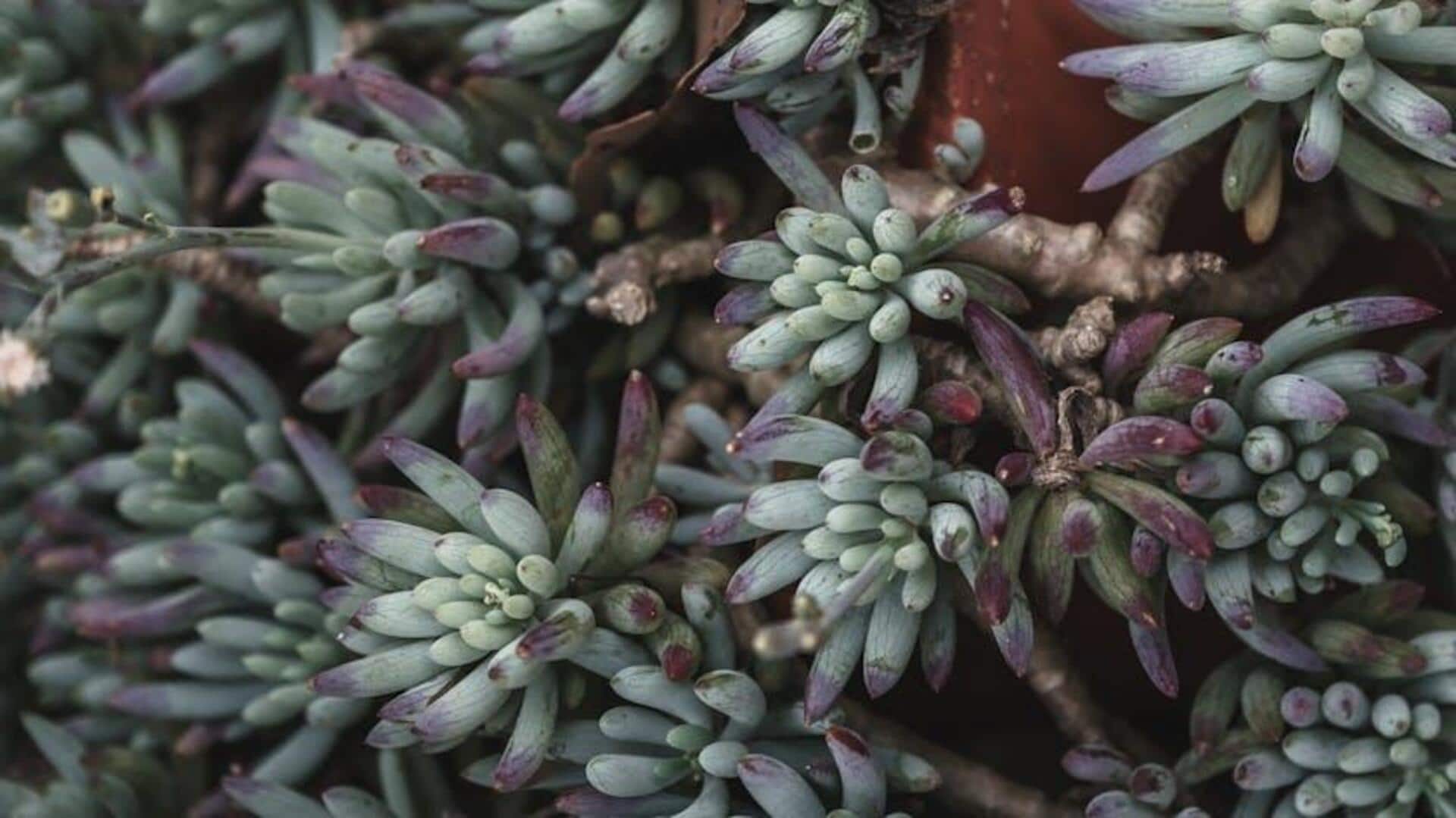 Kebun Vertikal dengan Ide Sukulen yang Mudah