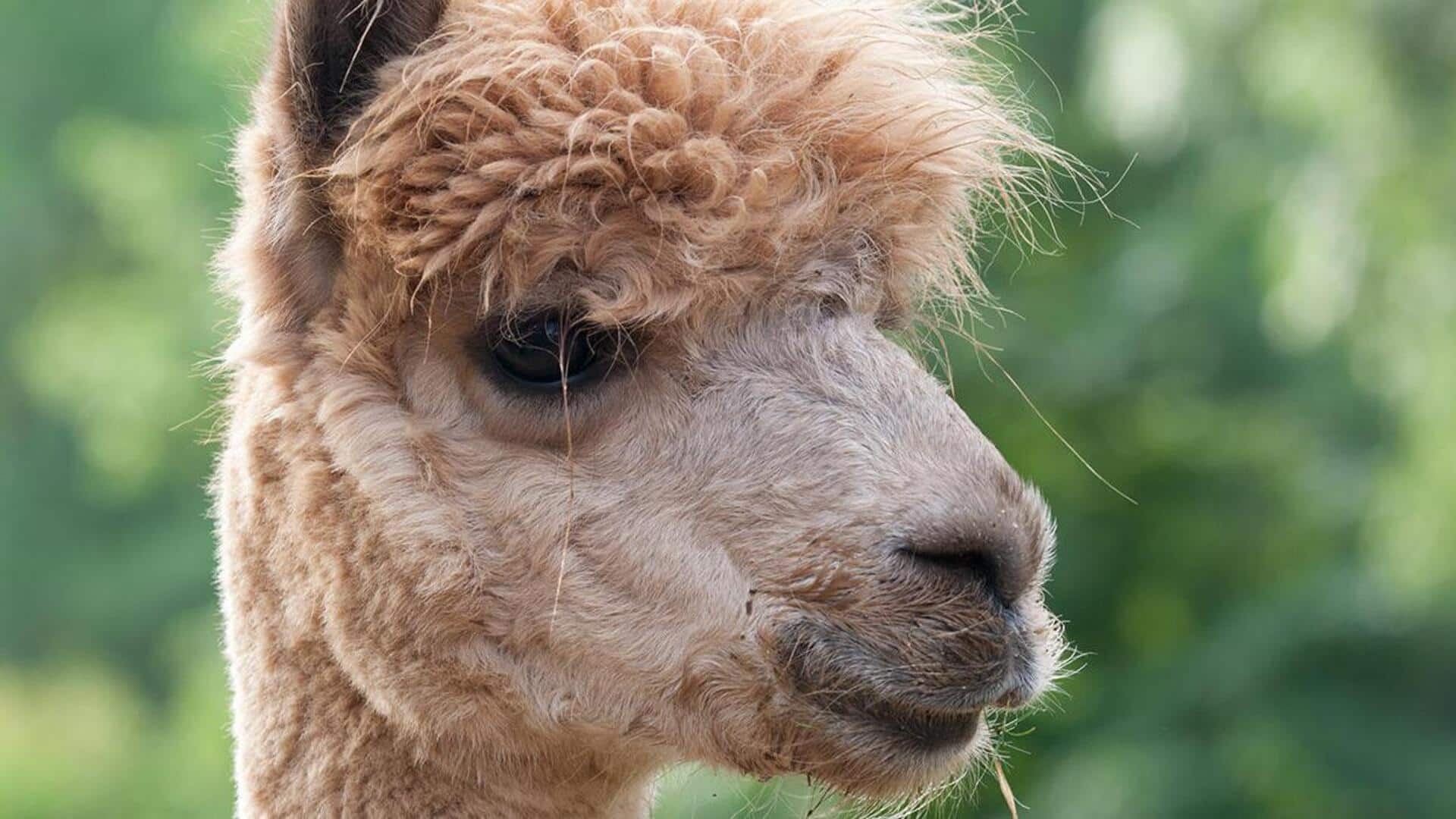 Mempelajari Lima Cara Tak Terduga dari Penglihatan Alpaka