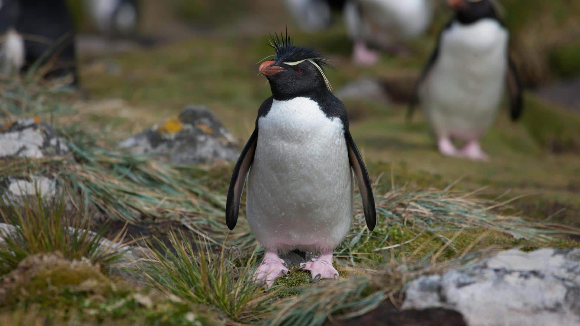 Menjelajahi Koloni Penguin Misterius di Kepulauan Falkland