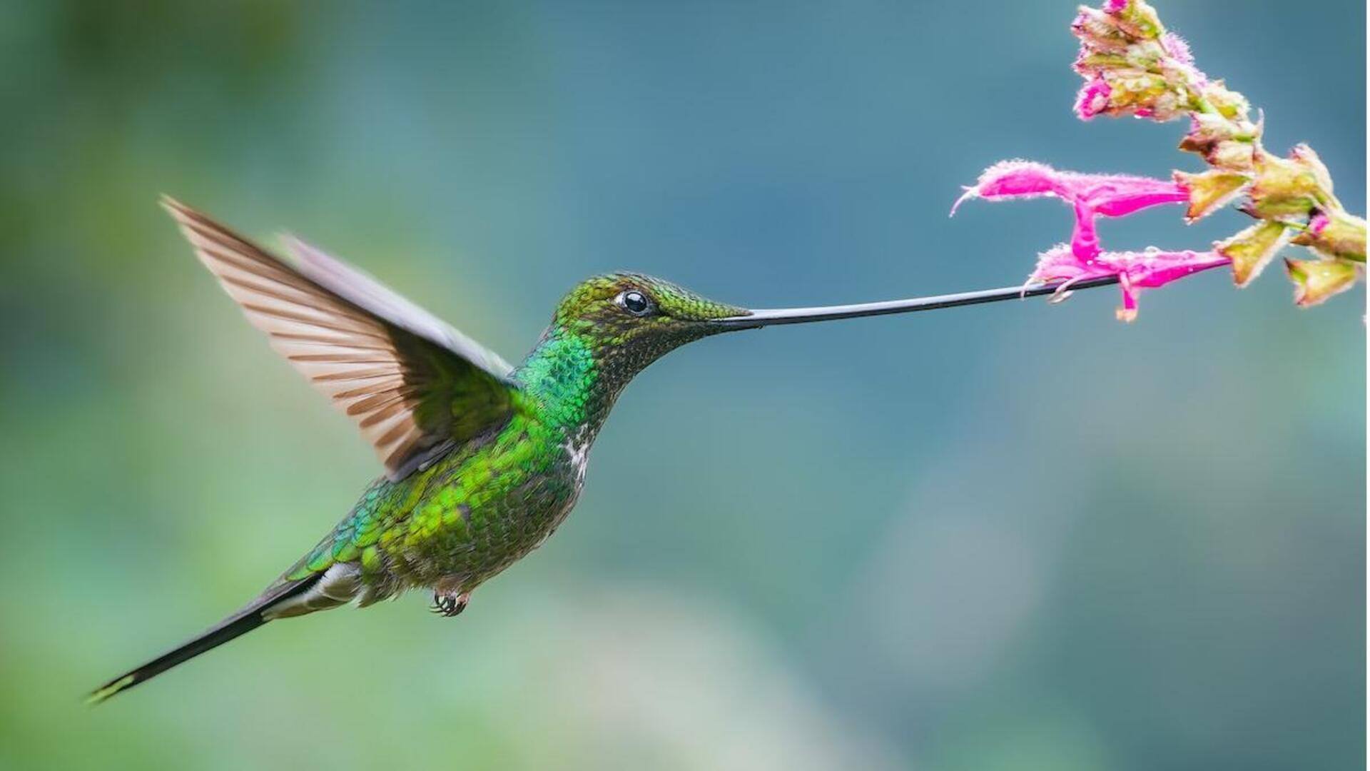 Mengungkap Sinyal dan Interaksi Sosial yang Menarik dari Burung Kolibri Mengungkap Sinyal dan Interaksi Sosial yang Menarik dari Burung Kolibri