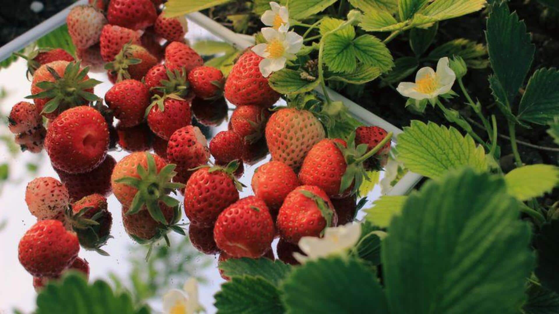 Tanaman Hias Penghasil Buah untuk Hunian Anda