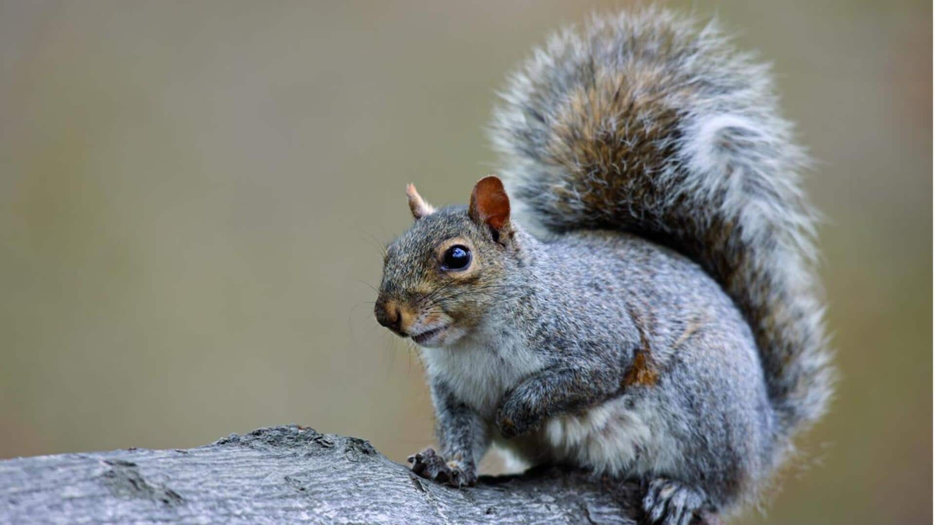 Lima Cara Unik untuk Mengenali Tupai di Lingkungan yang Beragam