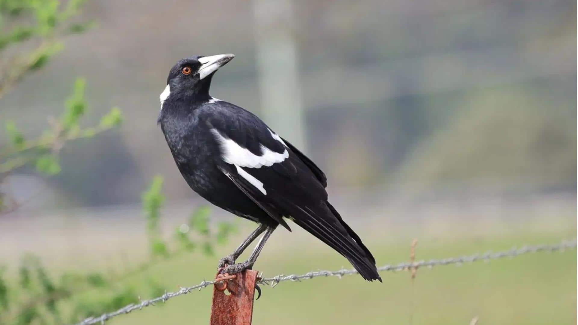 Burung Magpie: Ahli Bertahan Hidup di Tengah Kota