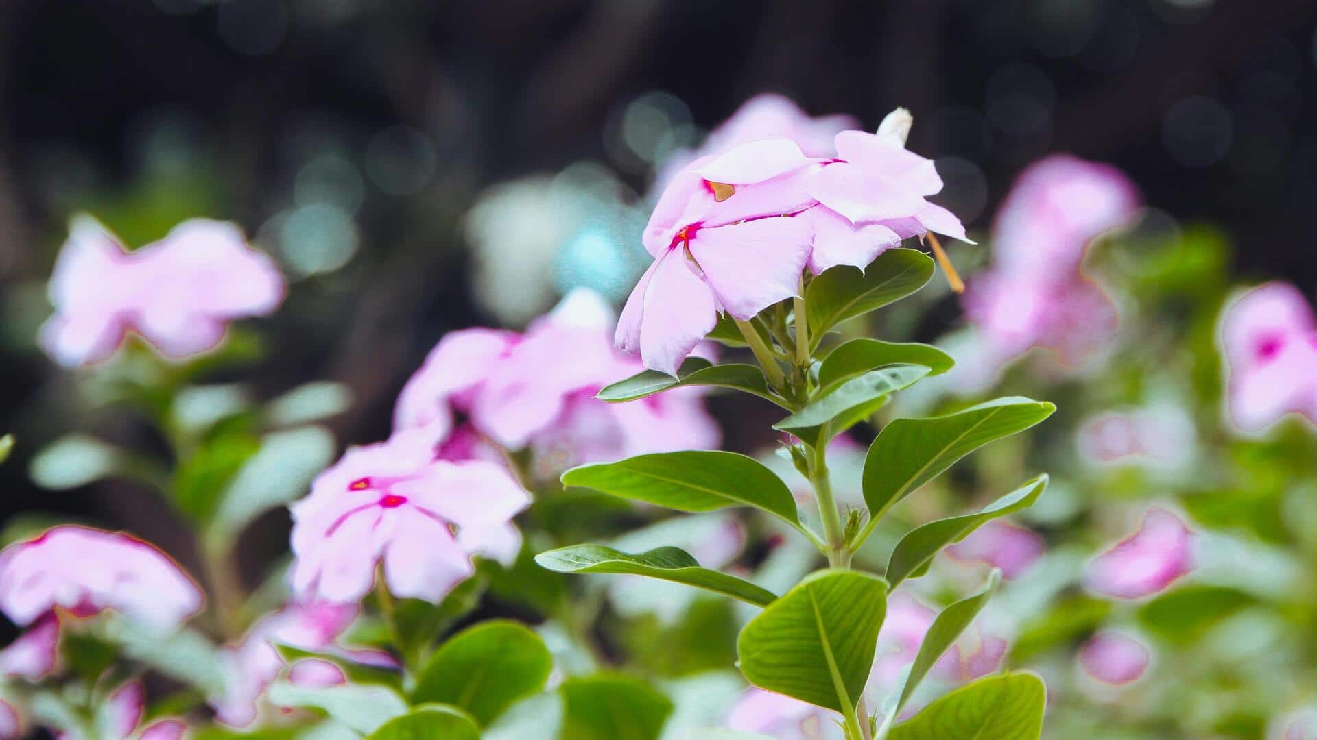 Lima Penutup Tanah Alami untuk Taman Indonesia yang Subur