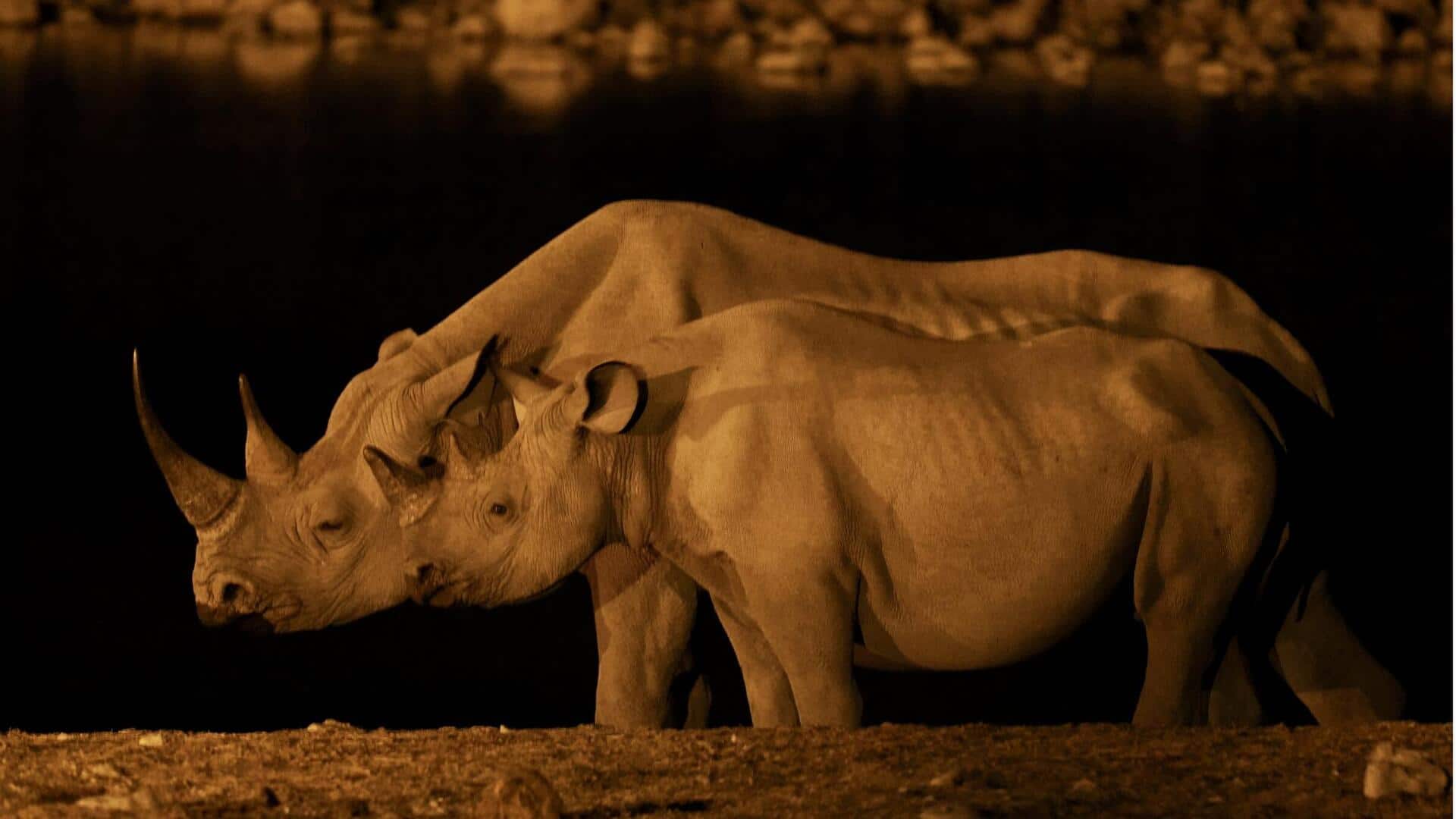 Mengungkap Rahasia Penglihatan Malam Badak