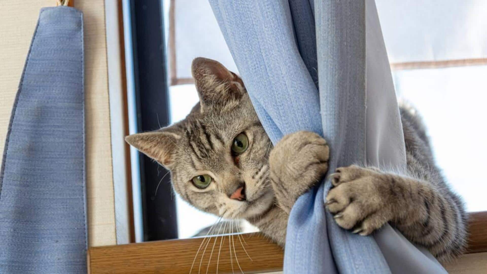 Mengungkap Interaksi Unik antara Kucing dan Gorden