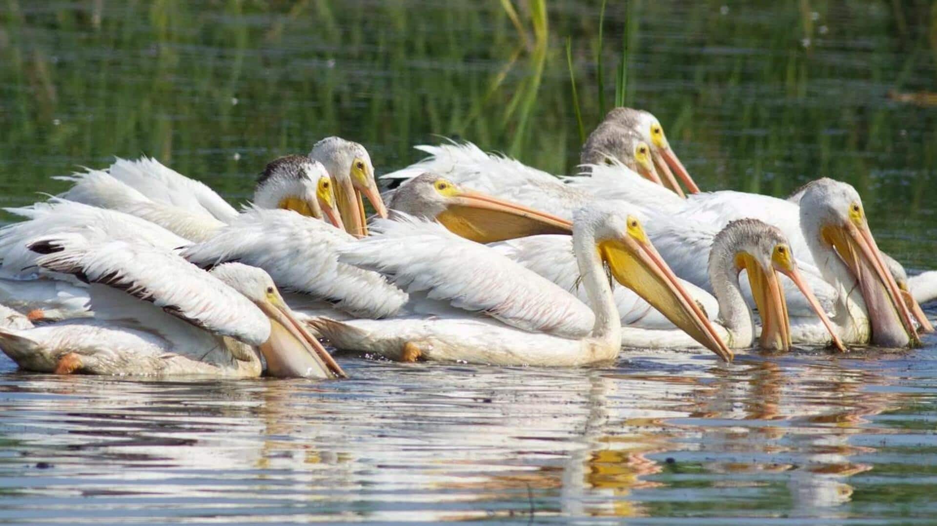 Mengungkap Taktik Pelikan dalam Mencari Santapan yang Melimpah