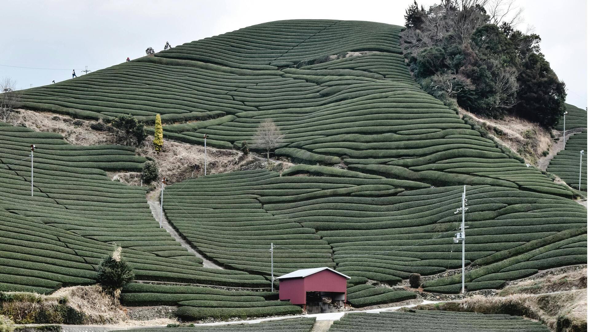 Menemukan Kebun Teh Tenang di Kyoto