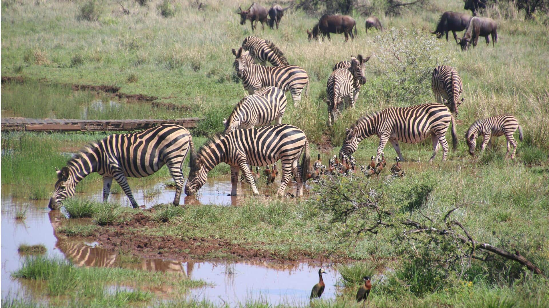 Jalur Tersembunyi Serengeti: Menemukan Satwa Liar Tersembunyi Afrika