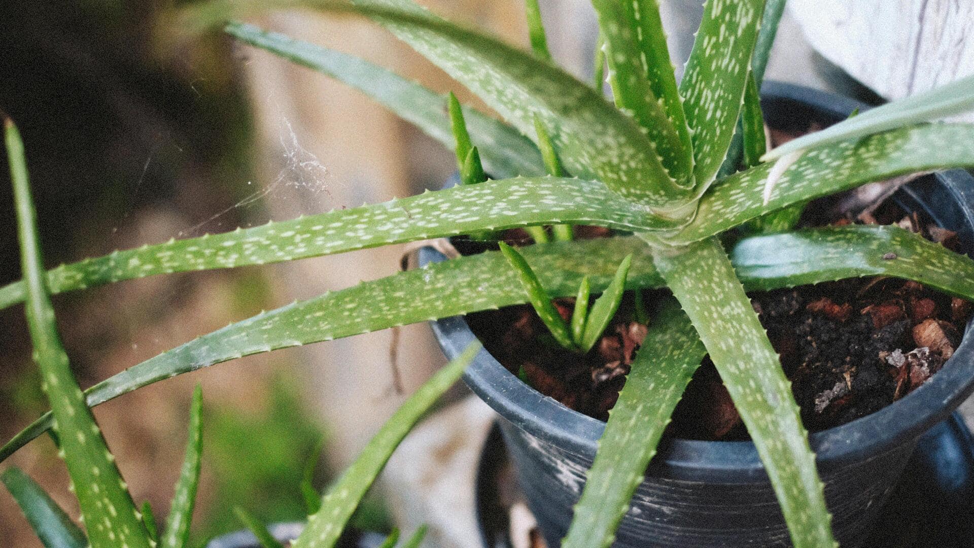 Lima tanaman herbal untuk meningkatkan kualitas udara dalam ruangan