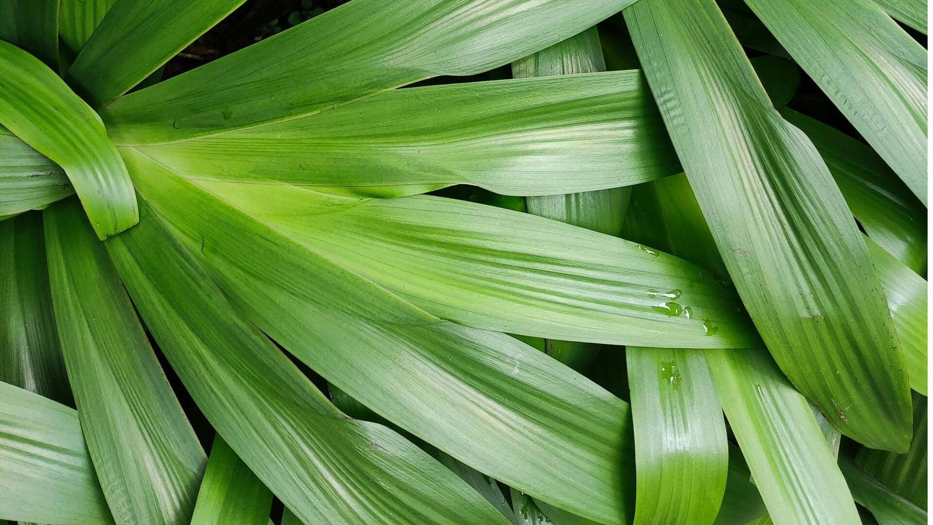 Rempah Tropis untuk Kebun Dapur Anda
