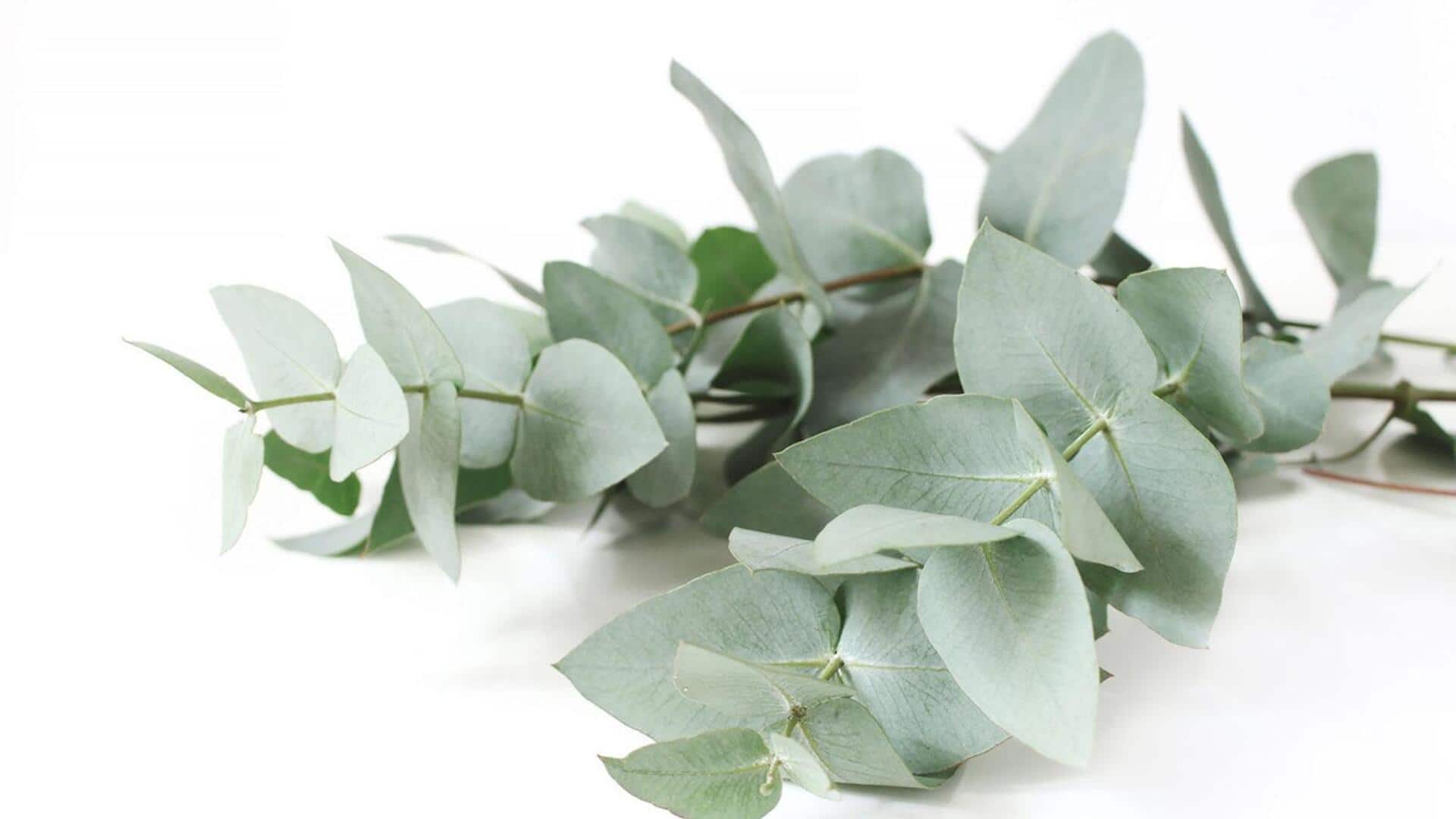 Penggunaan mengejutkan daun eucalyptus di rumah Anda