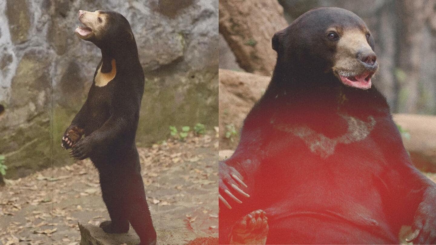 Beruang yang ada di kebun binatang Tiongkok sungguhan atau manusia berkostum? Inilah kebenarannya