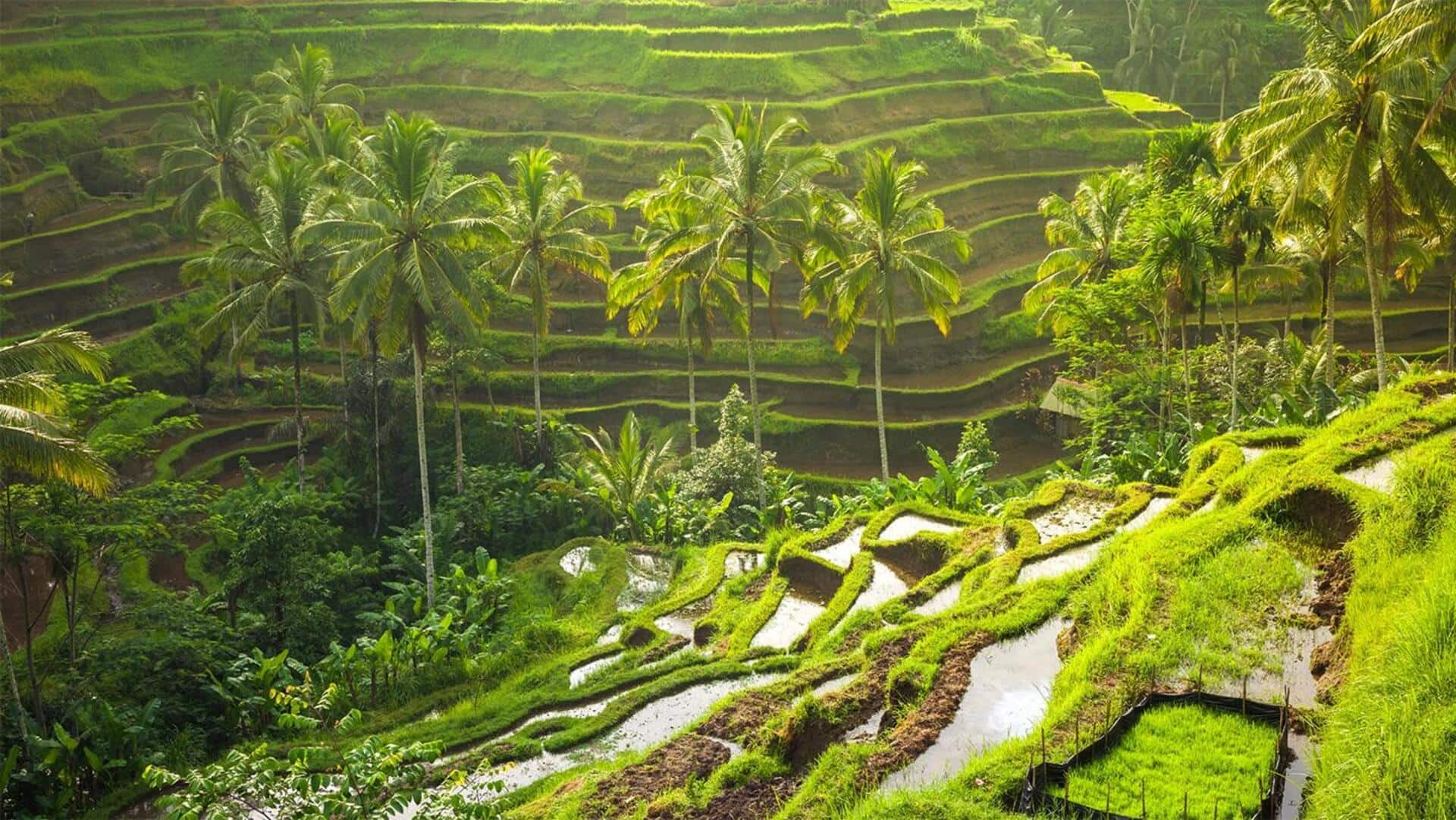 Sederet Lokasi Sawah Terasering Yang Menakjubkan Di Bali