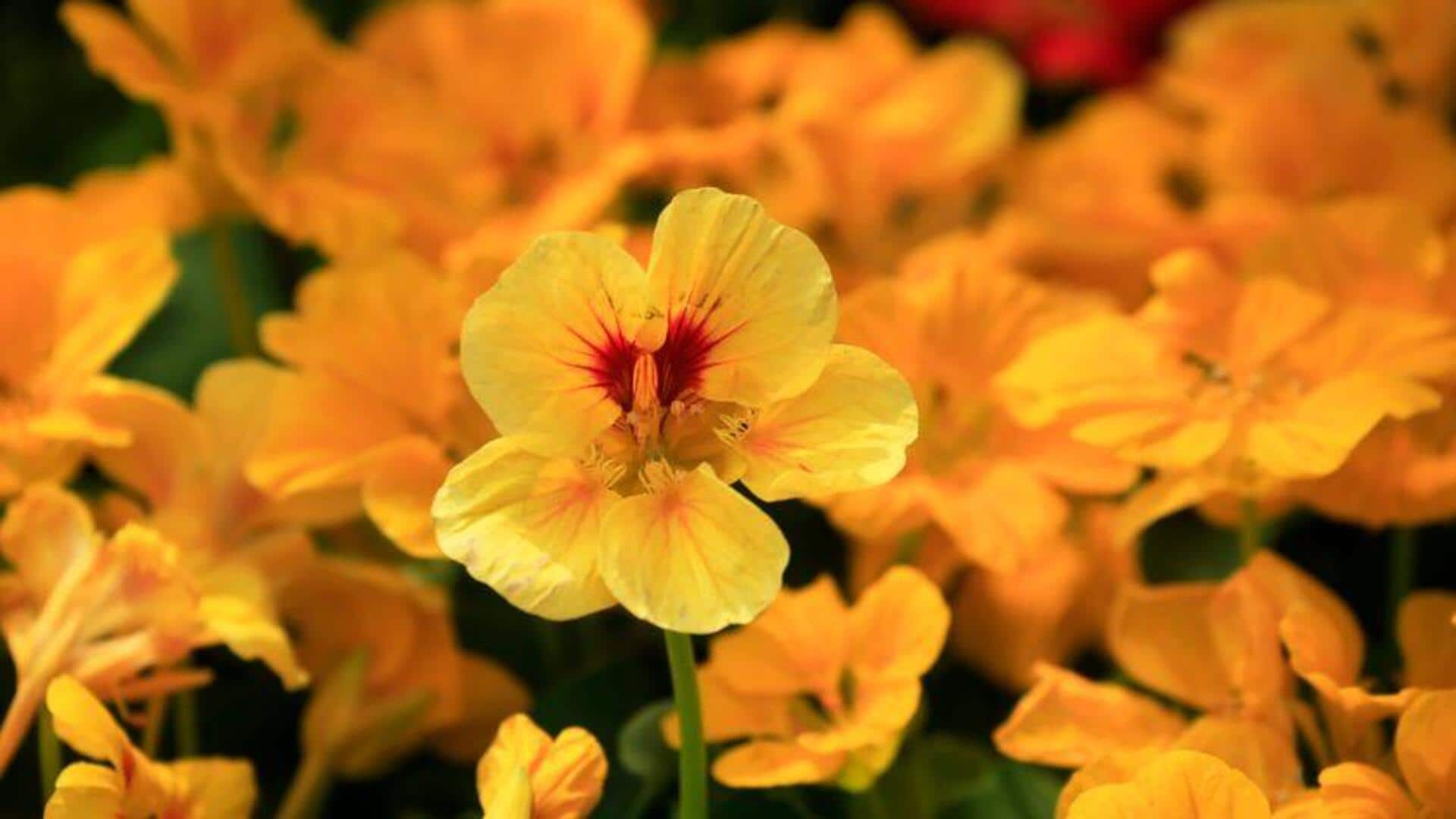 Keuntungan Menanam Nasturtium di Rumah