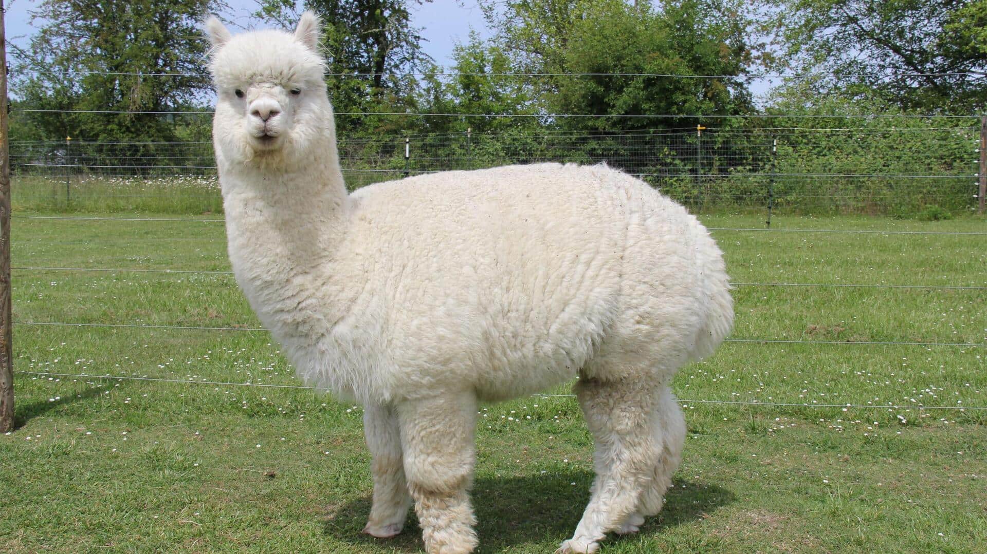 Mengungkap Fakta Dibalik Kebiasaan Meludah Alpaka