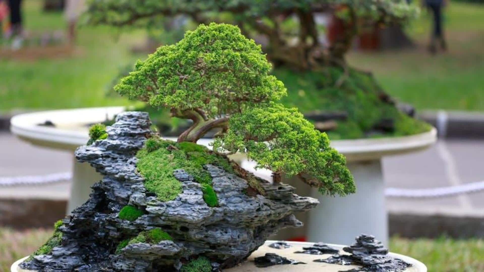 Mengapa Pohon Bonsai Cocok untuk Pemula dalam Botani