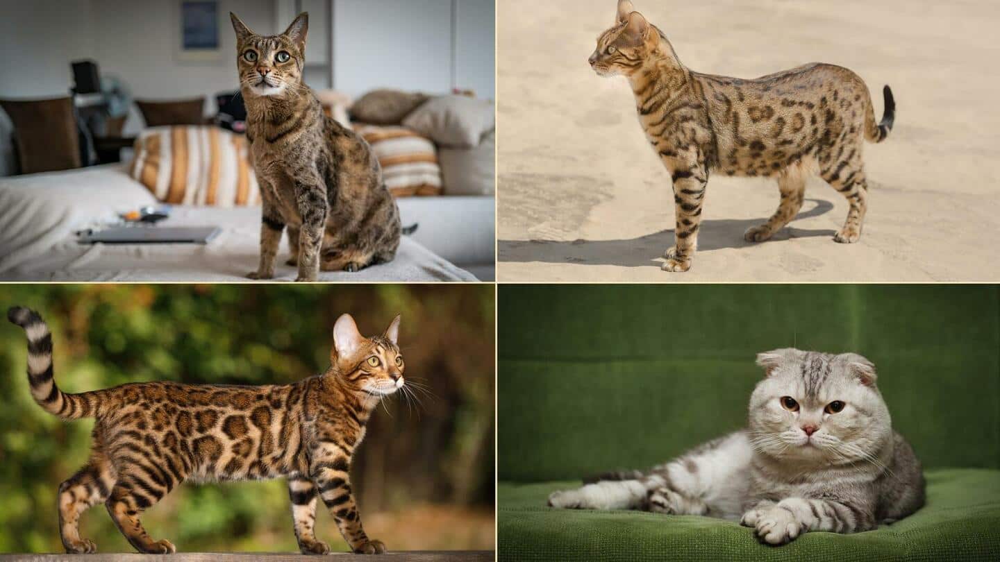 Berikut adalah ras kucing termahal di dunia