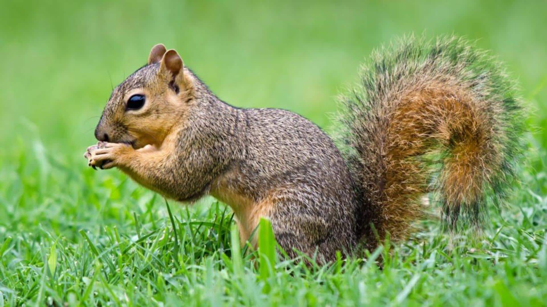 Mengungkap Mekanisme Pertahanan Tupai yang Unik