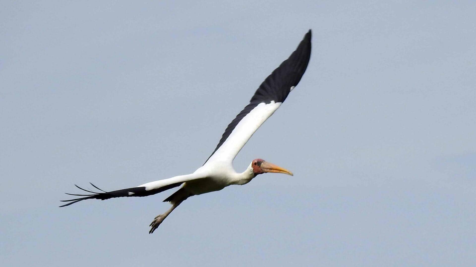 Inisiatif Konservasi untuk Burung Migran di Indonesia yang Terancam Punah Inisiatif Konservasi untuk Burung Migran di Indonesia yang Terancam Punah