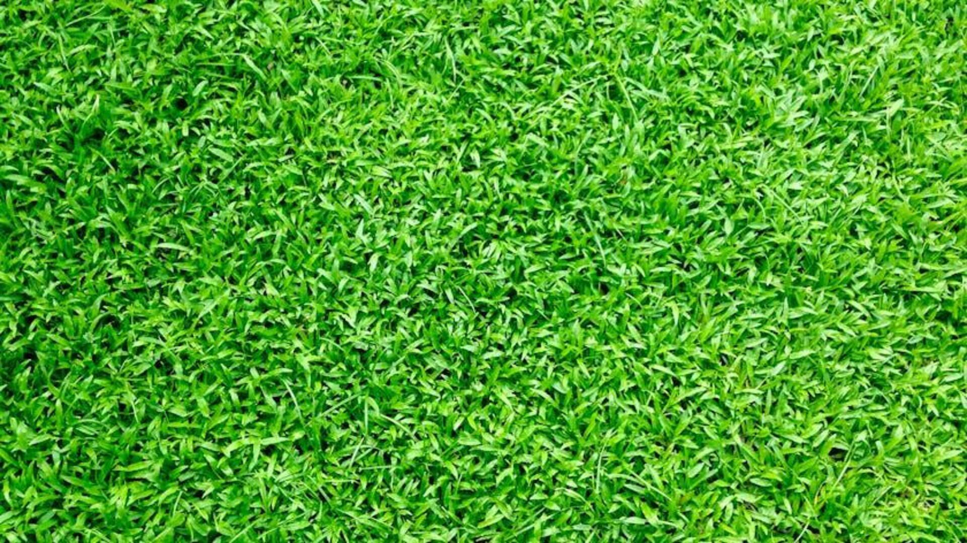 Rumput Asli Indonesia untuk Halaman Ramah Lingkungan