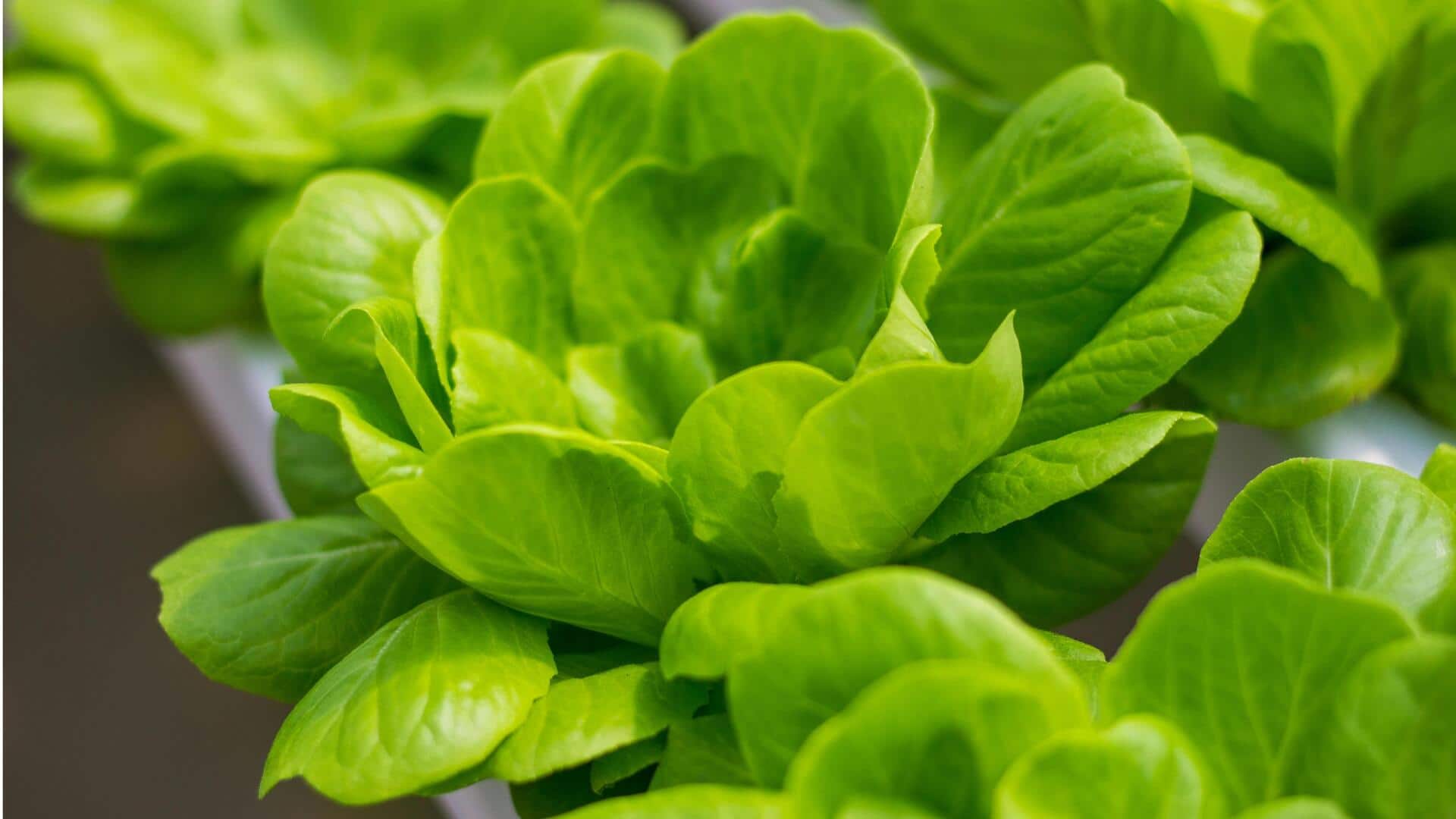 Berkebun tanpa Tanah di Rumah dengan Hidroponik