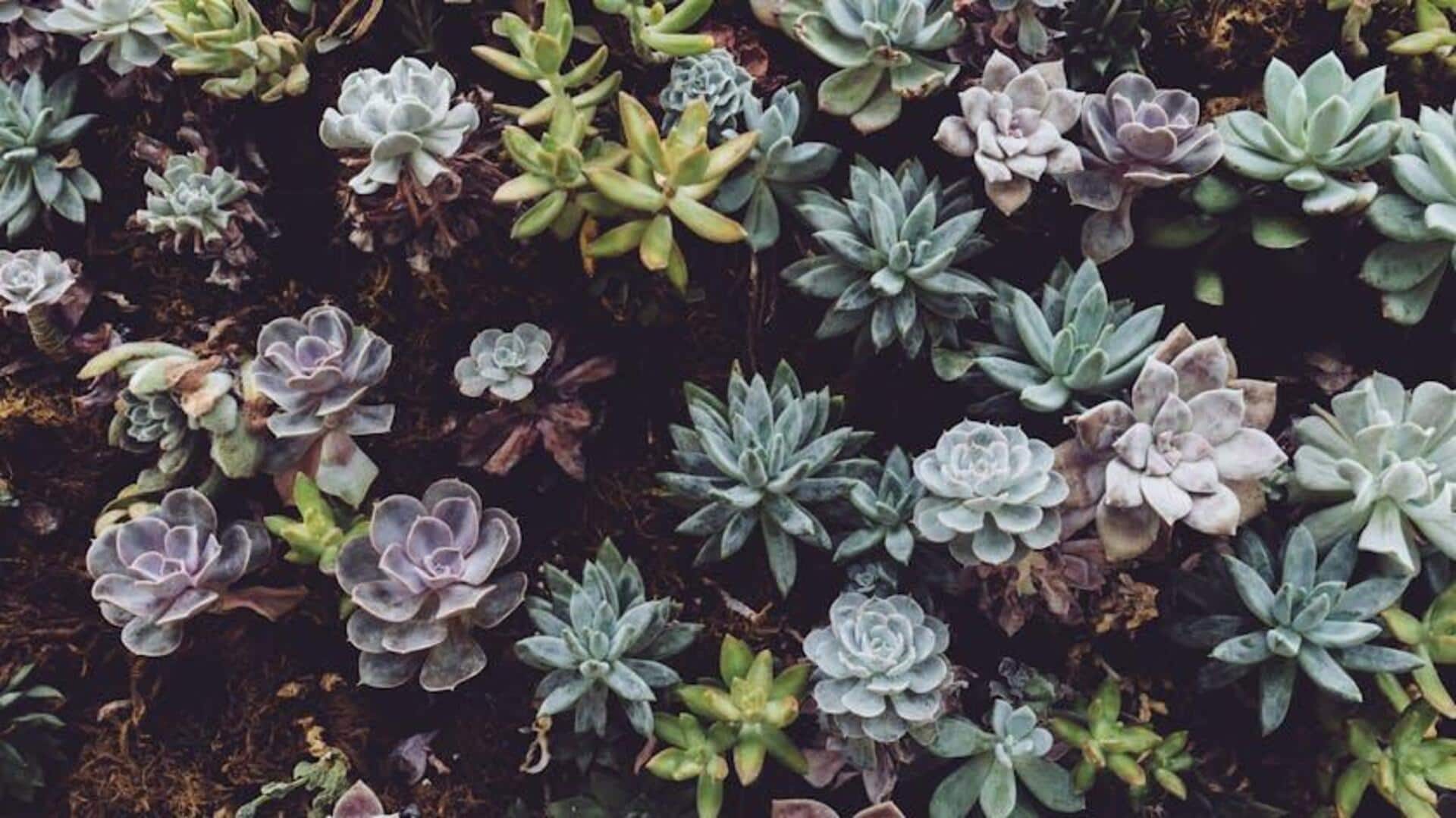 Cara Merawat Stek Daun Sukulen Cara Merawat Stek Daun Sukulen