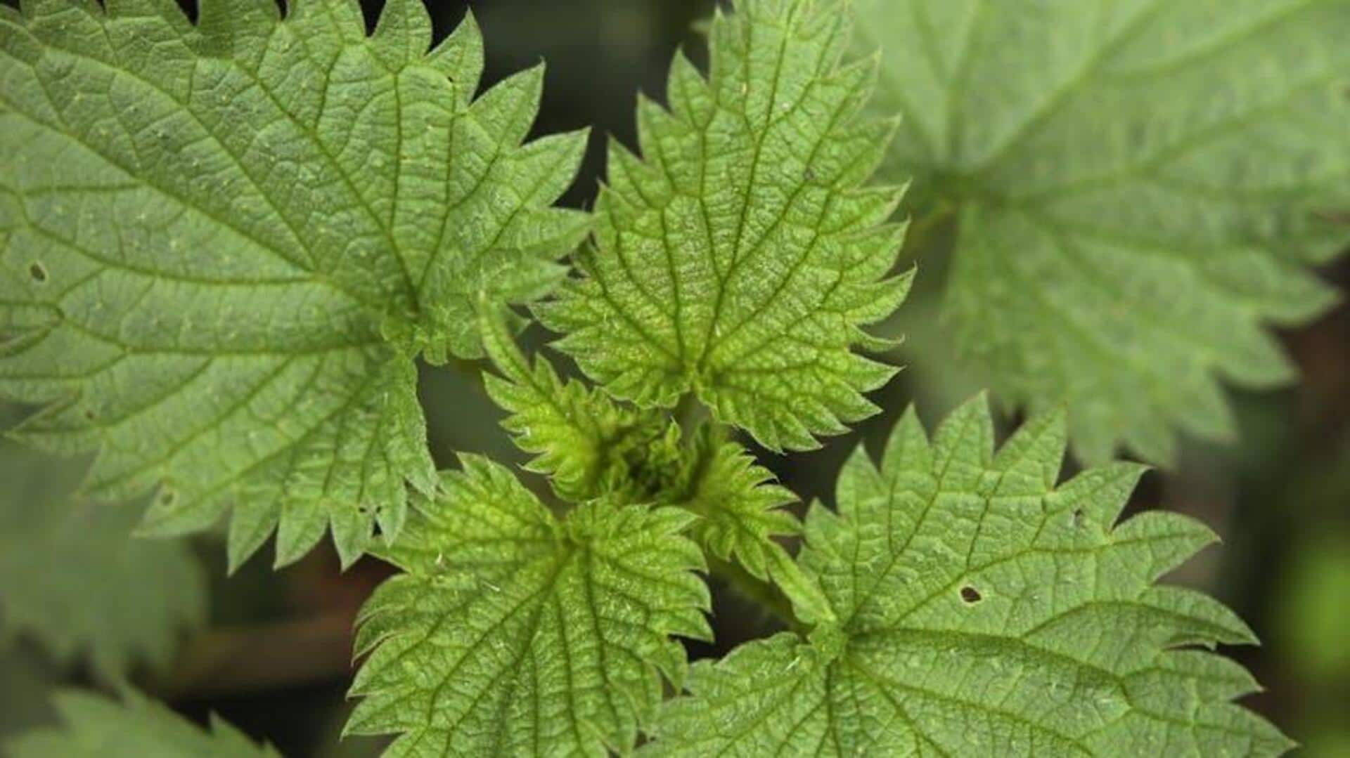 Cara Menanam Jelatang untuk Manfaat Taman dan Dapur